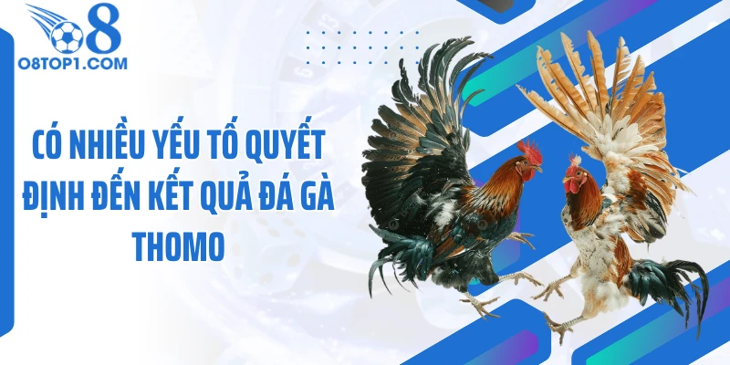 Có nhiều yếu tố quyết định đến kết quả đá gà thomo