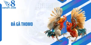 Đá Gà Thomo: Góc Khuất Khiến Người Xem Không Rời Mắt