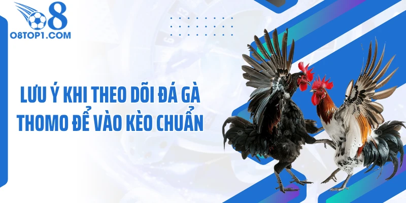 Lưu ý khi theo dõi đá gà thomo để vào kèo chuẩn