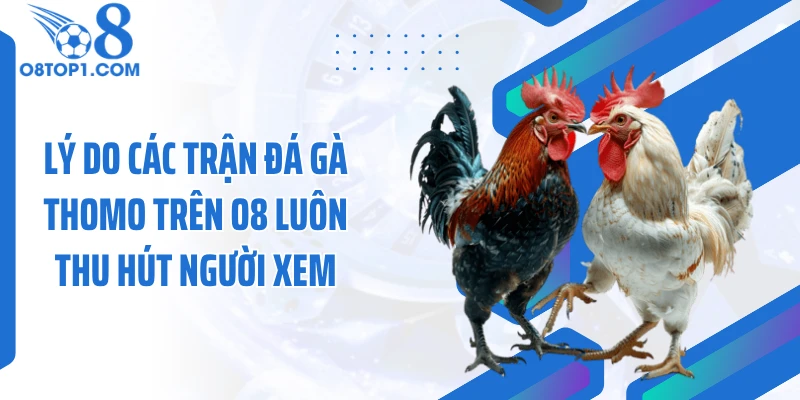 Lý do các trận đá gà thomo trên O8 luôn thu hút người xem