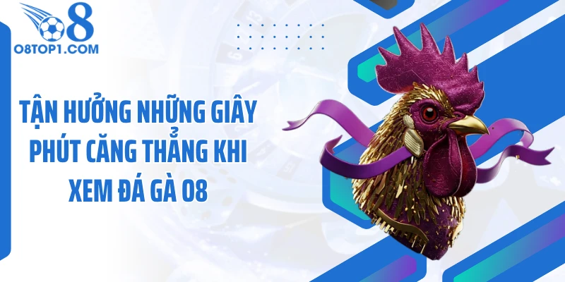 Tận hưởng những giây phút căng thẳng khi xem đá gà O8